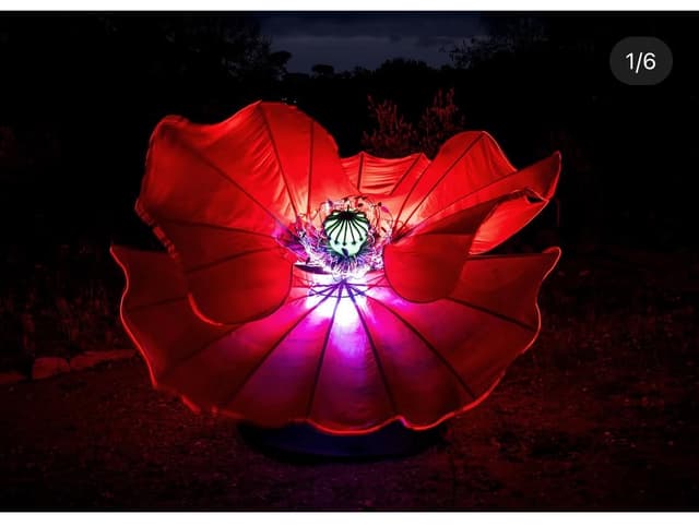Poppy