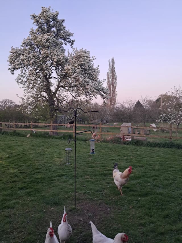 Bird feeder- adjustable bird feeder height. Leaf shaped baths.